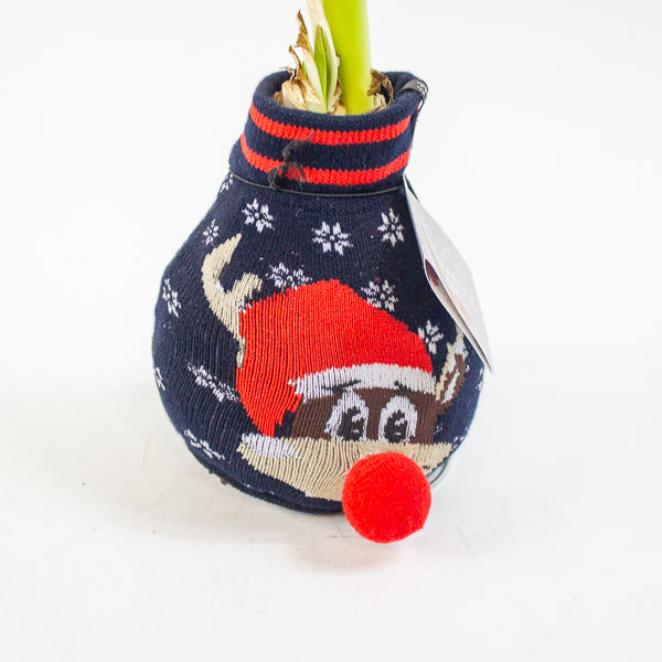 Amaryllis in wax - Fashions Silly Mix - Choose 1 from our selection