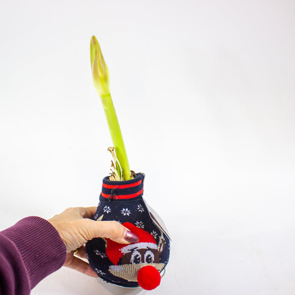 Amaryllis in wax - Fashions Silly Mix - Choose 1 from our selection