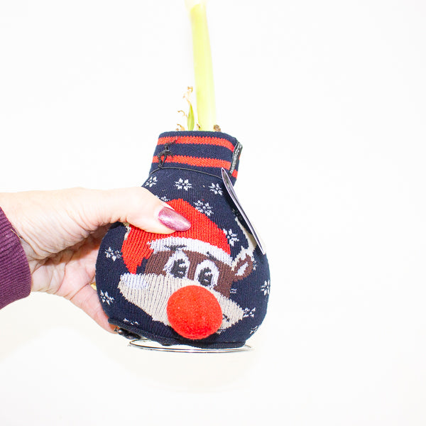 Amaryllis in wax - Fashions Silly Mix - Choose 1 from our selection