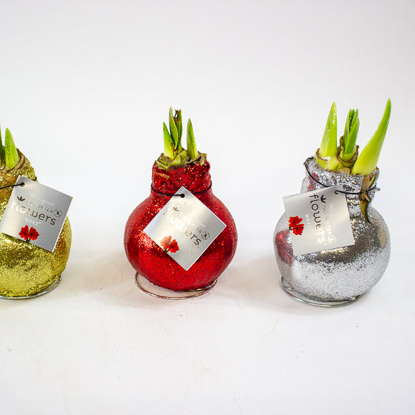 Amaryllis in wax - Glitterz Gold Mix - Choose 1 from our selection