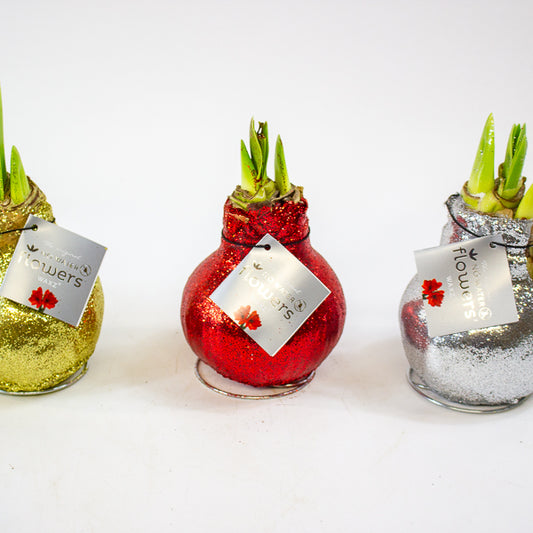 Amaryllis in wax - Glitterz Gold Mix - Choose 1 from our selection