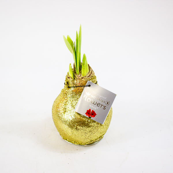 Amaryllis in wax - Glitterz Gold Mix - Choose 1 from our selection