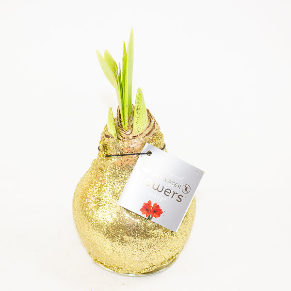 Amaryllis in wax - Glitterz Gold Mix - Choose 1 from our selection