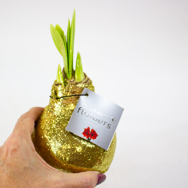 Amaryllis in wax - Glitterz Gold Mix - Choose 1 from our selection