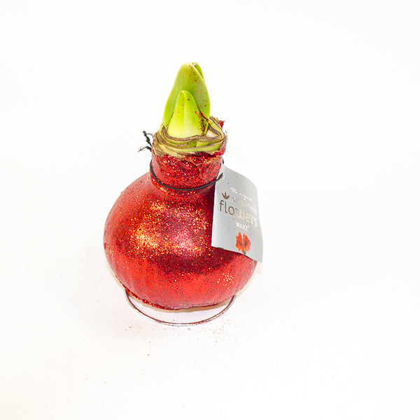 Amaryllis in wax - Glitterz Gold Mix - Choose 1 from our selection