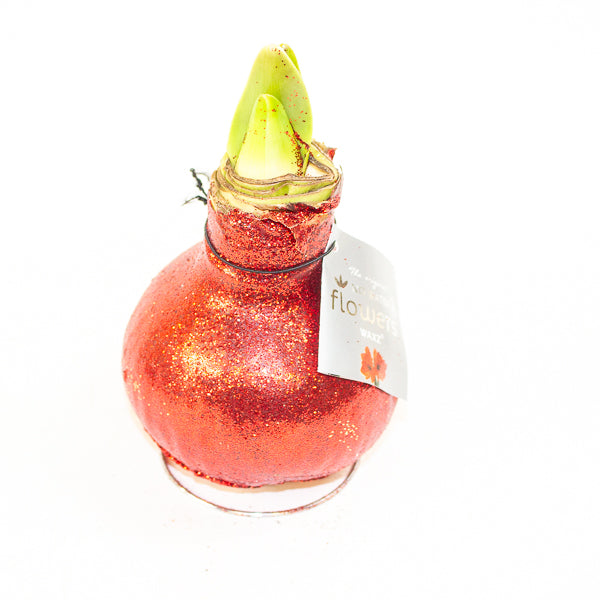 Amaryllis in wax - Glitterz Gold Mix - Choose 1 from our selection