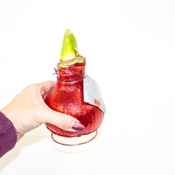 Amaryllis in wax - Glitterz Gold Mix - Choose 1 from our selection