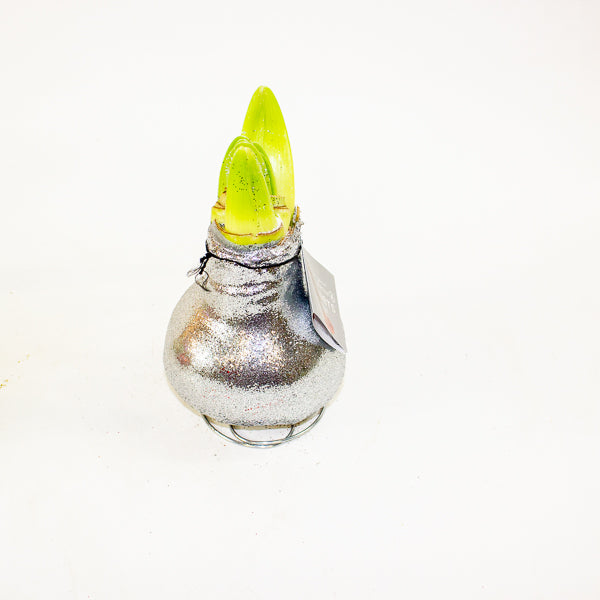 Amaryllis in wax - Glitterz Gold Mix - Choose 1 from our selection