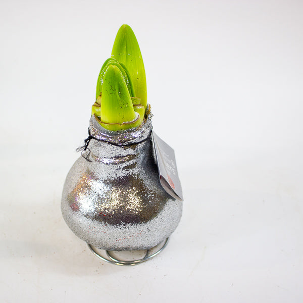 Amaryllis in wax - Glitterz Gold Mix - Choose 1 from our selection