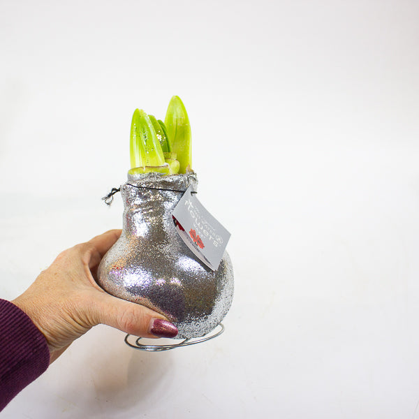 Amaryllis in wax - Glitterz Gold Mix - Choose 1 from our selection