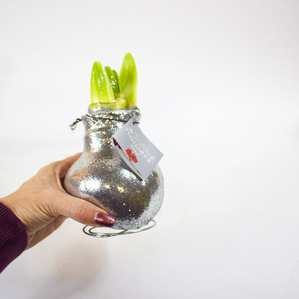 Amaryllis in wax - Glitterz Gold Mix - Choose 1 from our selection