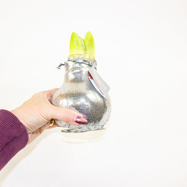 Amaryllis in wax - Glitterz Gold Mix - Choose 1 from our selection