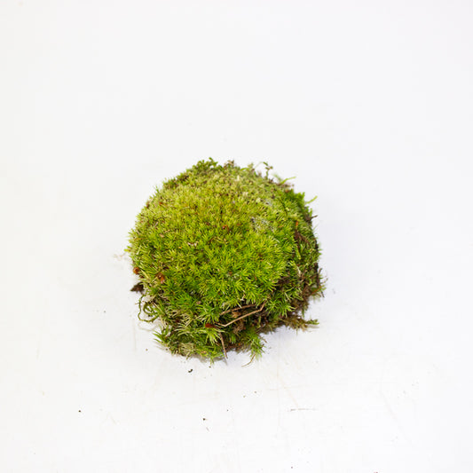Live cushion moss for terrarium or bonsai