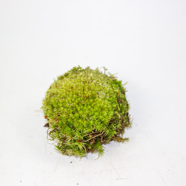 Live cushion moss for terrarium or bonsai