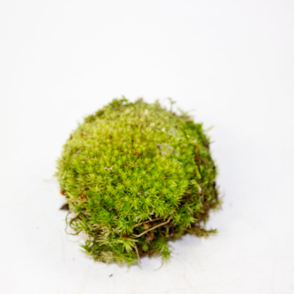 Live cushion moss for terrarium or bonsai