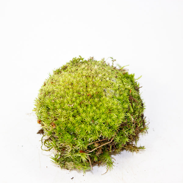 Live cushion moss for terrarium or bonsai