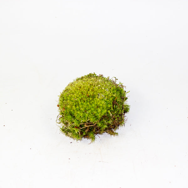 Live cushion moss for terrarium or bonsai