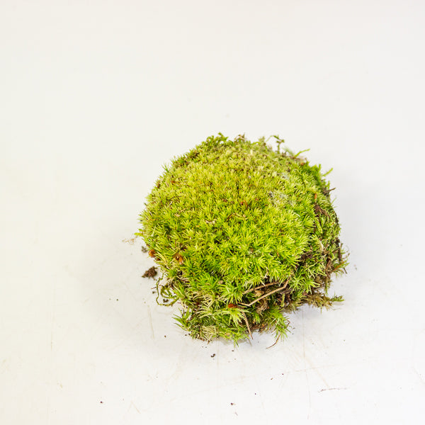 Live cushion moss for terrarium or bonsai