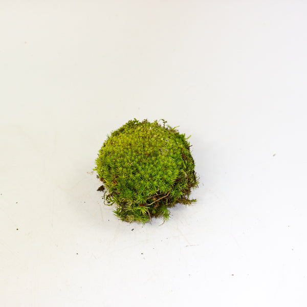 Live cushion moss for terrarium or bonsai