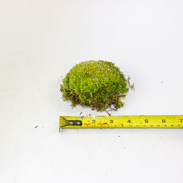 Live cushion moss for terrarium or bonsai