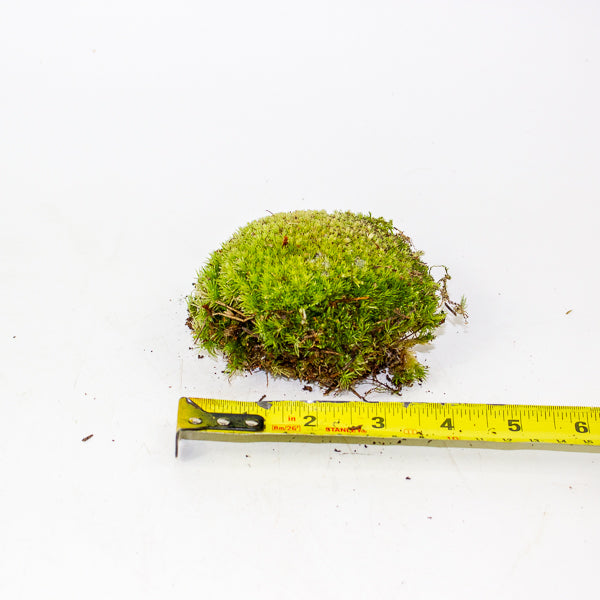 Live cushion moss for terrarium or bonsai