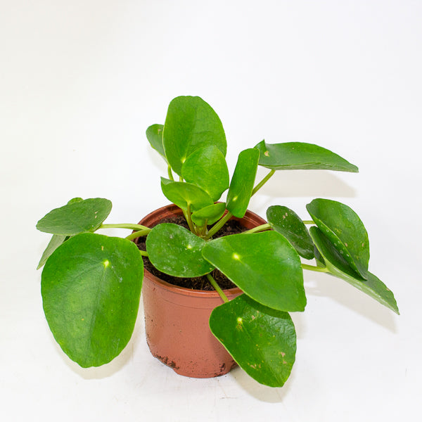 Pilea peperomioides - Chinese Money Plant Ø11cm H20cm