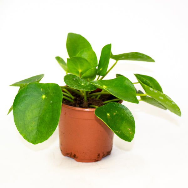 Pilea peperomioides - Chinese Money Plant Ø11cm H20cm