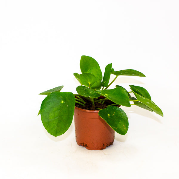 Pilea peperomioides - Chinese Money Plant Ø11cm H20cm