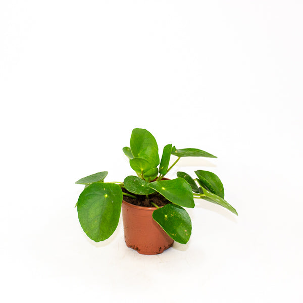 Pilea peperomioides - Chinese Money Plant Ø11cm H20cm
