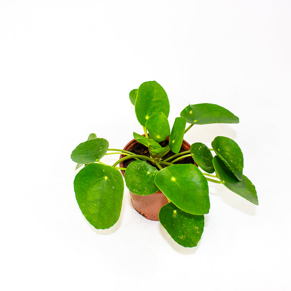 Pilea peperomioides - Chinese Money Plant Ø11cm H20cm