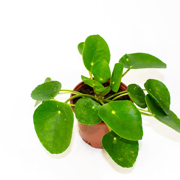 Pilea peperomioides - Chinese Money Plant Ø11cm H20cm