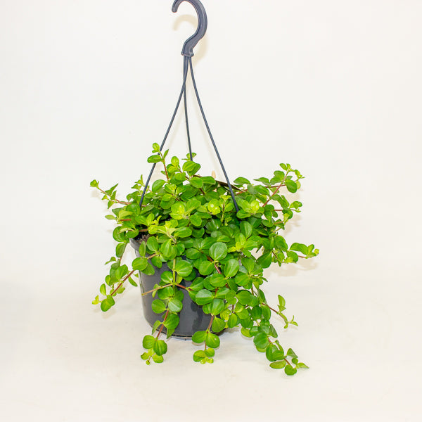 Peperomia rotundifolia 15cm H25cm