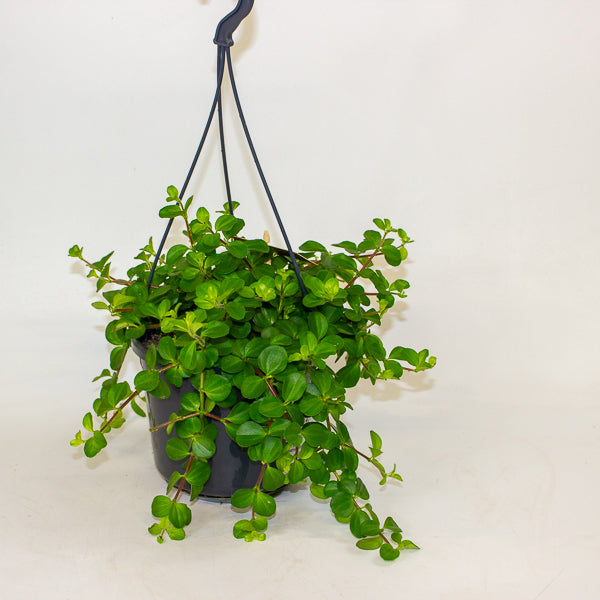 Peperomia rotundifolia 15cm H25cm