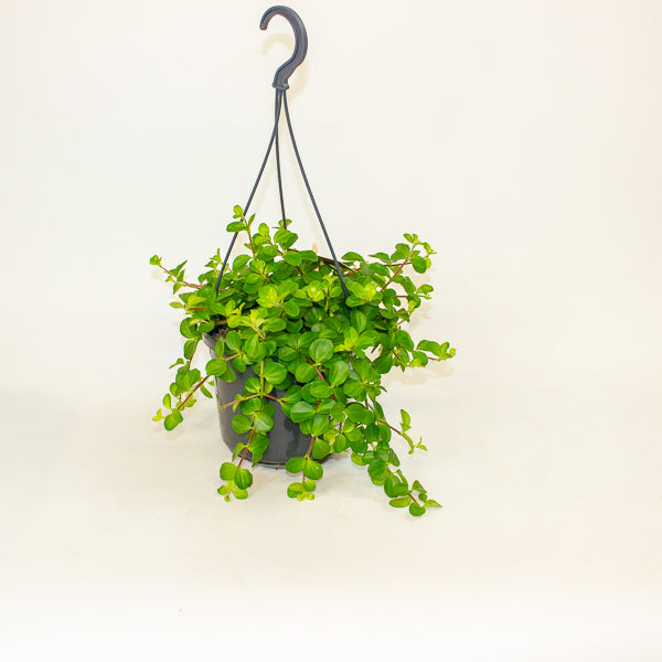 Peperomia rotundifolia 15cm H25cm