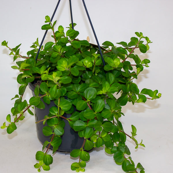 Peperomia rotundifolia 15cm H25cm