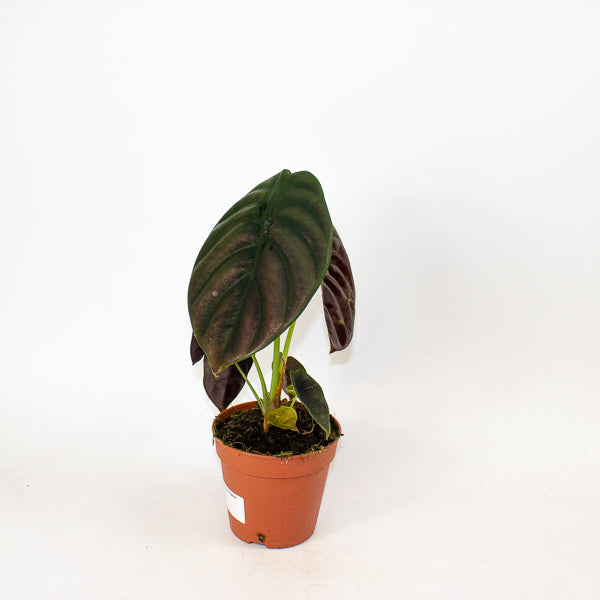 Alocasia Red Secret 12cm H30cm