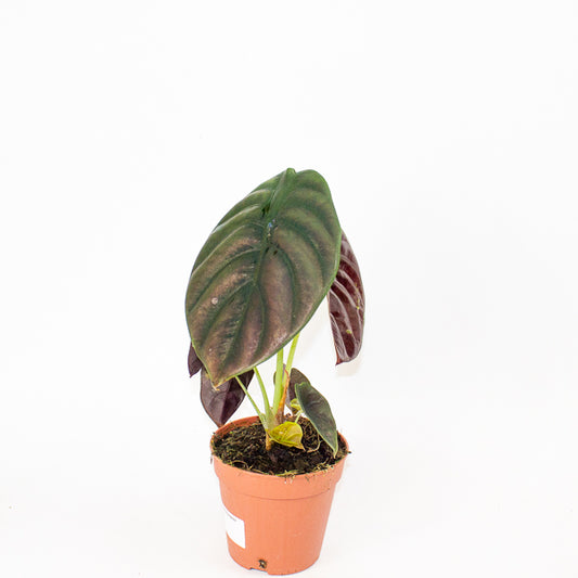Alocasia Red Secret 12cm H30cm