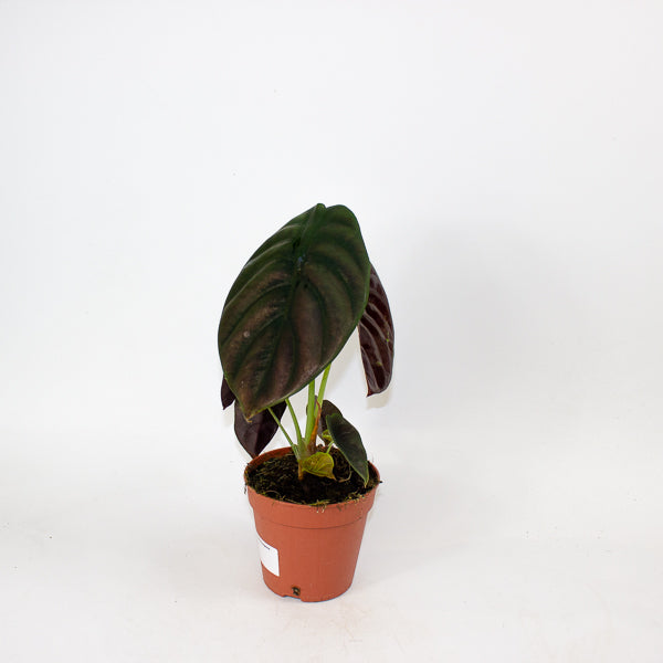 Alocasia Red Secret 12cm H30cm