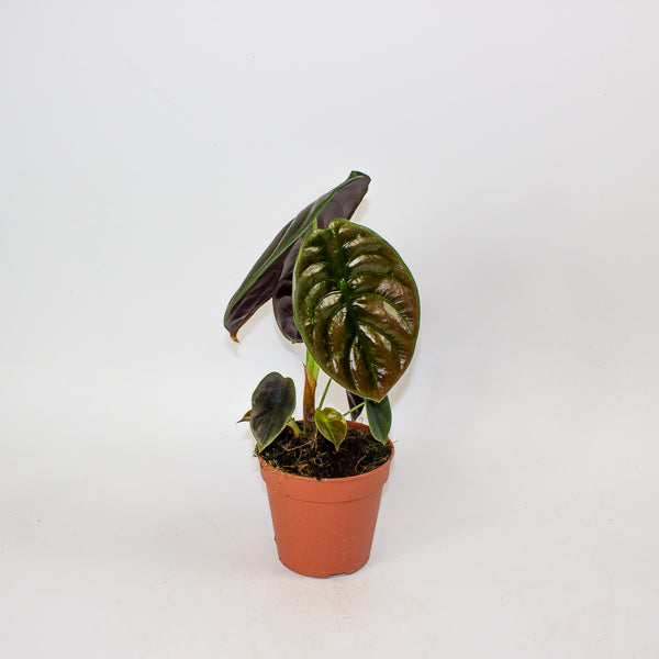 Alocasia Red Secret 12cm H30cm