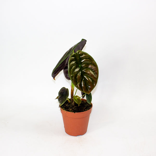 Alocasia Red Secret 12cm H30cm