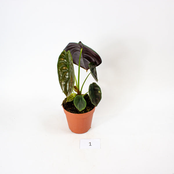 Alocasia Red Secret 12cm H30cm