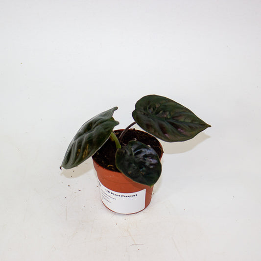 Alocasia Infernalis 'Black Magic' 7cm H15cm