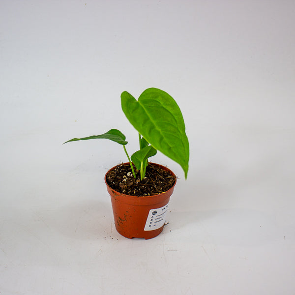 Anthurium Veitchii Narrow 8cm H10cm