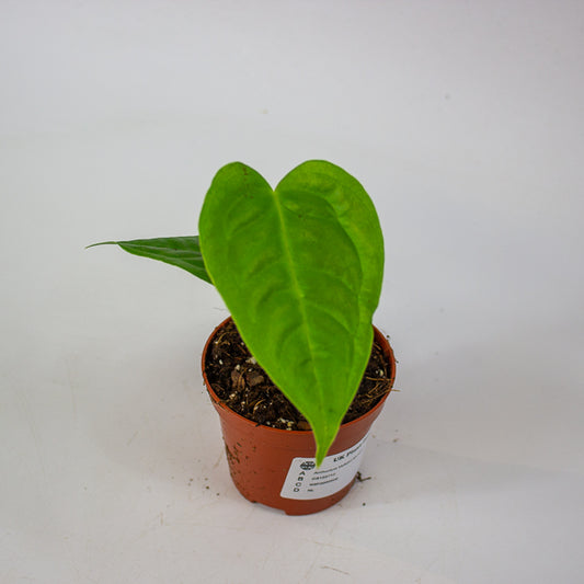 Anthurium Veitchii Narrow 8cm H10cm