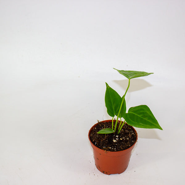 Anthurium Veitchii Narrow 8cm H10cm