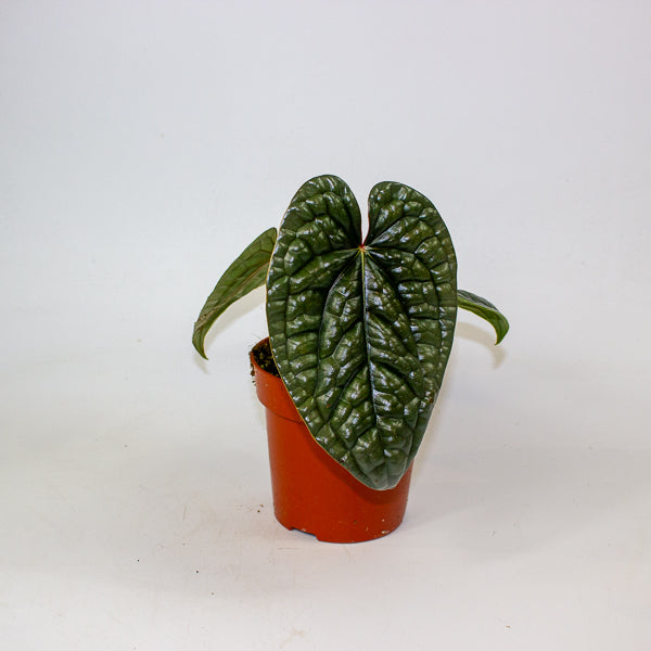 Anthurium Luxurians Platinum 1- RESCUE - 2cm H35cm
