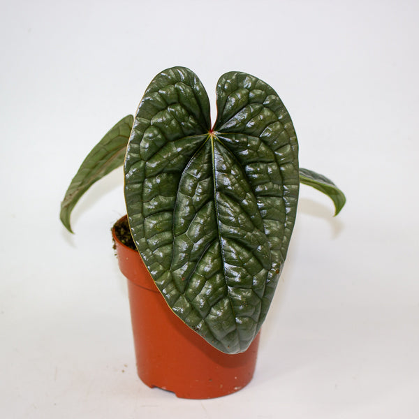 Anthurium Luxurians Platinum 1- RESCUE - 2cm H35cm