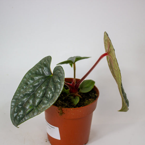 Anthurium Luxurians Platinum 1- RESCUE - 2cm H35cm