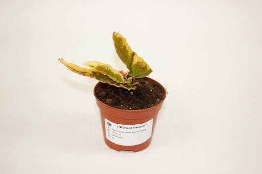 Begonia Dainty Spray Sport variegated 8cm H12cm