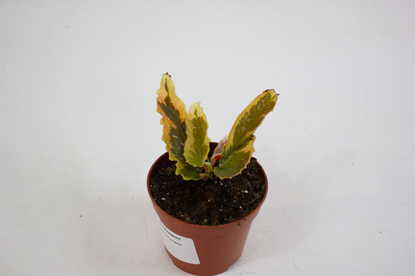 Begonia Dainty Spray Sport variegated 8cm H12cm